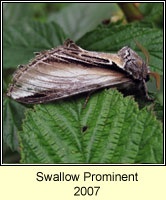 Swallow Prominent, Pheosia tremula