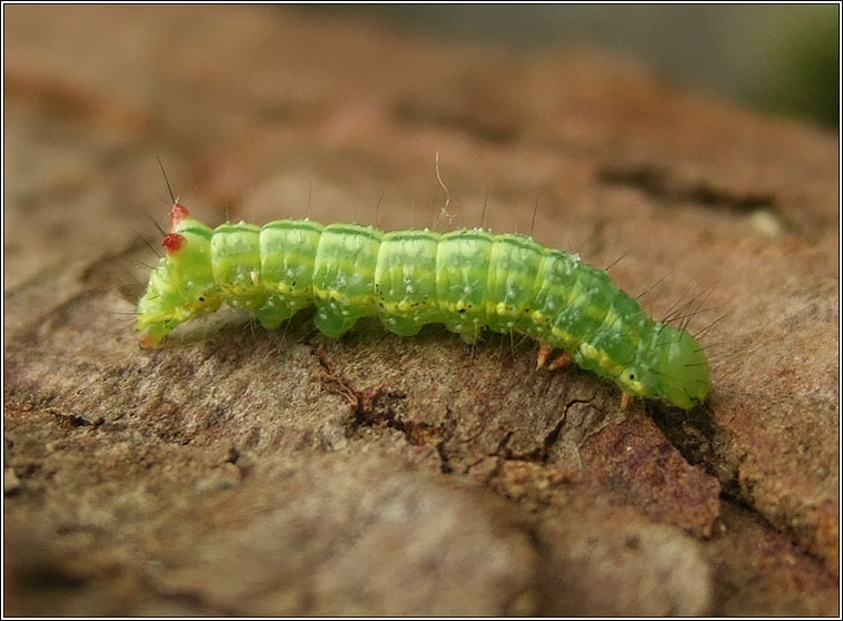 Coxcomb Prominent, caterpillar