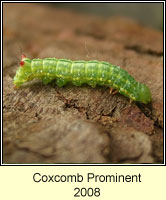 Coxcomb Prominent, Ptilodon capucina (caterpillar)