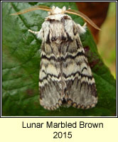Lunar Marbled Brown, Drymonia ruficornis