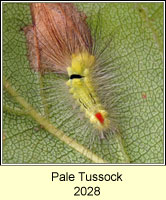 Pale Tussock, Calliteara pudibunda (caterpillar)