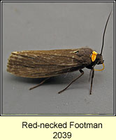 Red-necked Footman, Atolmis rubricollis