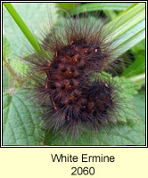 White Ermine, Spilosoma lubricipeda (caterpillar)