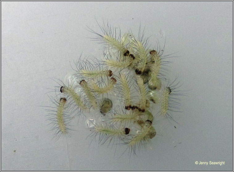 Buff Ermine, Spilosoma luteum , caterpillars