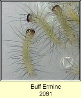 Buff Ermine, Spilosoma luteum (caterpillars)