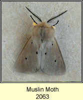Muslin Moth, Diaphora mendica