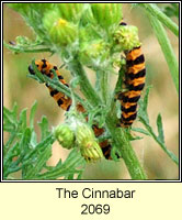 The Cinnabar, Tyria jacobaeae (caterpillar)