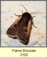 Flame Shoulder, Ochropleura plecta