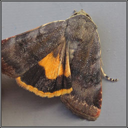 Lesser Broad-bordered Yellow Underwing, Noctua janthe
