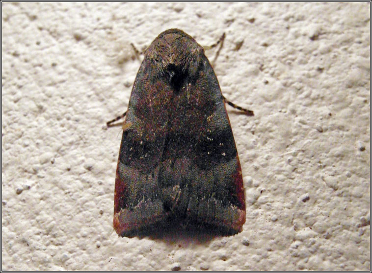 Lesser Broad-bordered Yellow Underwing, Noctua janthe