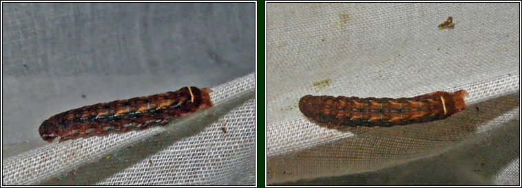 Purple Clay, Diarsia brunnea (caterpillar)