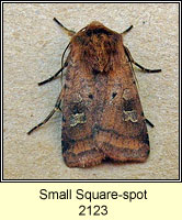 Small Square Spot, Diarsia rubi