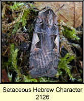 Setaceous Hebrew Character, Xestia c-nigrum
