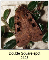 Double Square-spot, Xestia triangulum