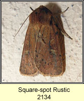 Square Spot Rustic, Xestia xanthographa