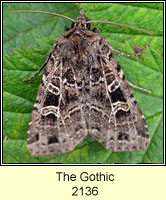 The Gothic, Naenia typica