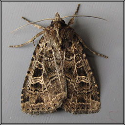The Gothic, Naenia typica