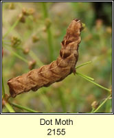 Dot Moth, Melanchra persicariae (caterpillar)