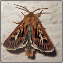 Antler Moth