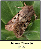 Hebrew Character, Orthosia gothica