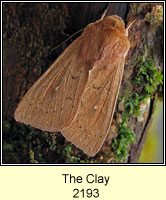 The Clay, Mythimna ferrago