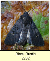 Black Rustic, Aporophyla nigra