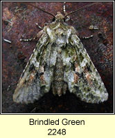 Brindled Green, Dryobotodes eremita
