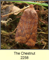 The Chestnut, Conistra vaccinii