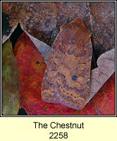 The Chestnut, Conistra vaccinii