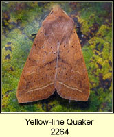 Yellow-line Quaker, Agrochola macilenta
