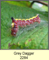 Grey Dagger, Acronicta psi (caterpillar)