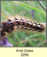 Knot Grass, Acronicta rumicis (caterpillar)
