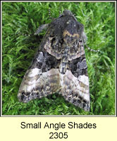 Small Angle Shades, Euplexia lucipara