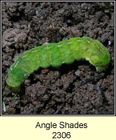 Angle Shades, Phlogophora meticulosa (larva)