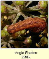 Angle Shades, Phlogophora meticulosa (larva)