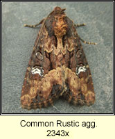 Common Rustic agg, Mesapamea secalis agg