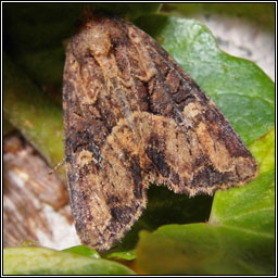 Common Rustic agg