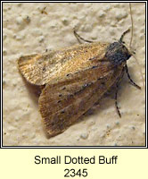 Small Dotted Buff, Photedes minima