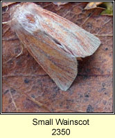 Small Wainscot, Chortodes pygmina