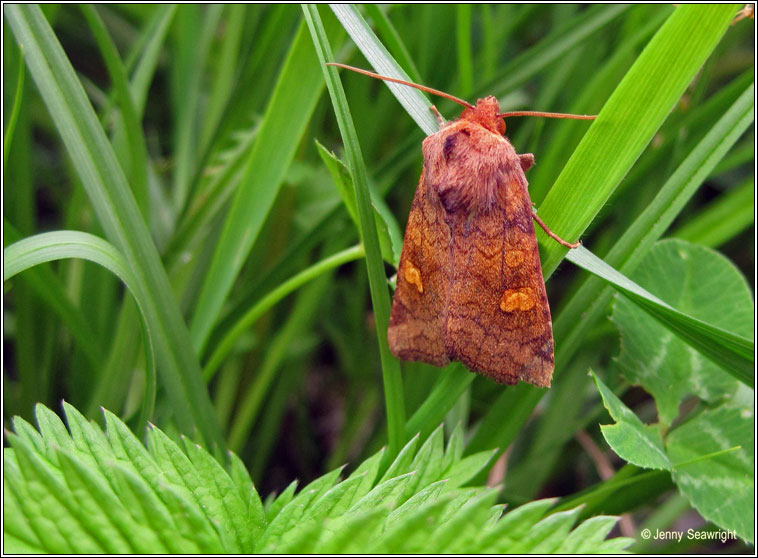 Ear Moth agg, Amphipoea oculea agg