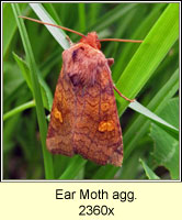 Ear Moth agg, Amphipoea oculea agg