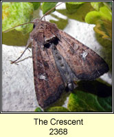 The Crescent, Celaena leucostigma