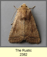 The Rustic, Hoplodrina blanda