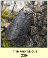 The Anomalous, Stilbia anomala