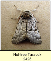 Nut-tree Tussock, Colocasia coryli