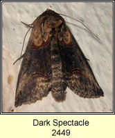 Dark Spectacle, Abrostola triplasia