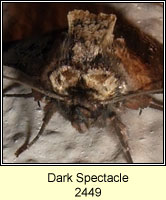 Dark Spectacle, Abrostola triplasia