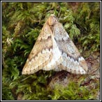 March moths