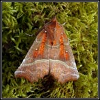 November moths