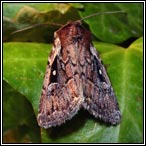 September moths